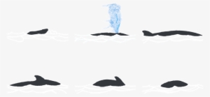 Rorcual Costa Garraf - Whale