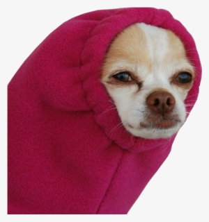 Source - Transparentcreation - Tumblr - Com - Dog In A Sleeve