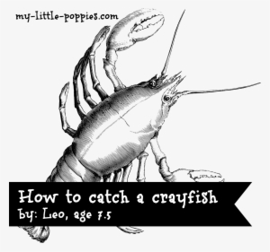 How To Catch A Crayfish - Cancer Constellation