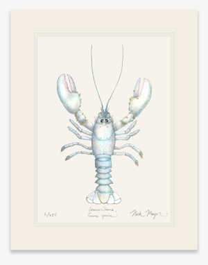 Albino Lobster - Art