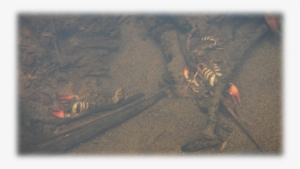 Crayfish Kill 2015 Tenmile Creek - Freshwater Whipray