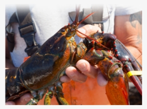 Mftl Top A Modules Products Mftl Top A Modules Sustainable - Main Lobster