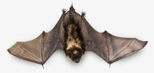 Small Bat Flying - Bat On A Branch