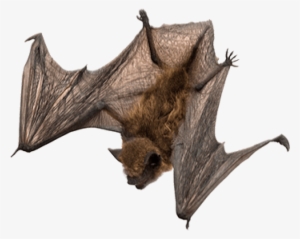 Free Png Bat Png Images Transparent - Little Brown Myotis Png
