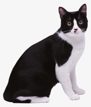 Черно Белая Короткошерстная Кошка - 1790x2109 PNG Download - PNGkit