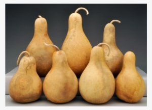 Pre-boxed Clean Pear And Tear Drop Gourds - Pear Gourd
