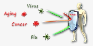 Stronger Immune System