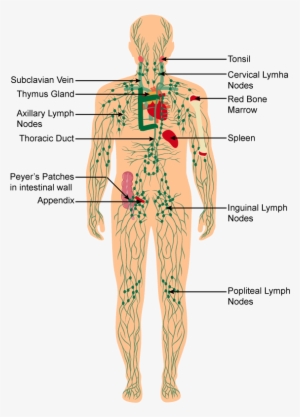Discuss The Immune System Of The Body With A Neat Labelled - Labelled Diagram Of Immune System