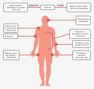 Look At The Diagram That Shows Ways That The Body Uses - Pathogens Of Human Body