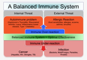 Th1 Th2 And The Connection To A Balanced - Immune Regulator