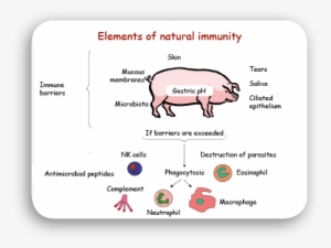 Are Exceeded, Another Nonspecific Defense Response - Pig Immune System