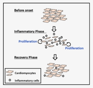 Cardiomyocyte Proliferation During Eam - Heart