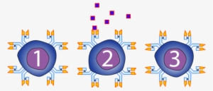 Recognition Is When An Receptor Binds With An Antigen - Diagram