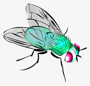 Manuel Rebollar Barro - Mosca Dibujo Png