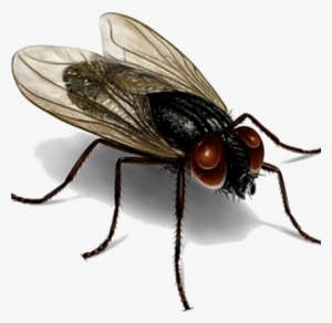 Los Organismos Patógenos Son Recolectados Por Las Moscas - House Fly