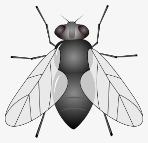 Insecto Mosca De Los Animales Clipart - Mosca Animado Png