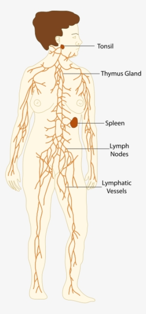 Lymphatic System Vs Immune System - Lymphatic System