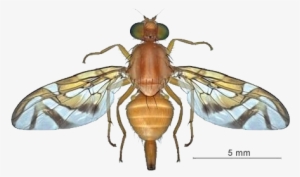 Image 1 - Mosca - Mosca De La Guayaba Anastrepha Striata