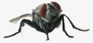 Mosca Freetoedit - House Fly