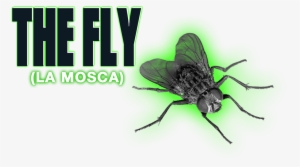 The Fly Image - House Fly