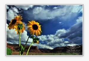 The True Shot Photography "the Beauty Of Nature Through - Nature