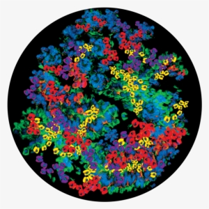 Flower Patch - Apollo Design 2471 Flower Patch Colourscenic Glass