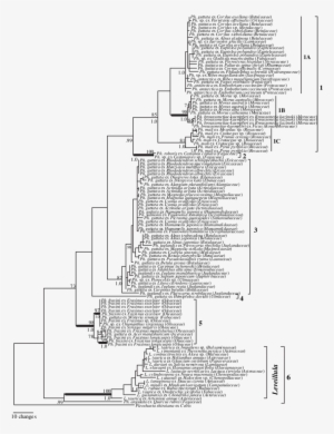 Phylogenetic Analysis Of The Combined Dataset Of The - Diagram