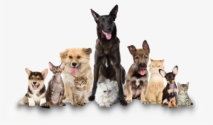 Cat And Dog Png No Background Pluspng - Clear The Shelters 2017