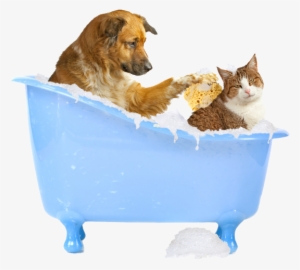 Great Image Of Dog Bathing A Cat - Dog And Cat Bath