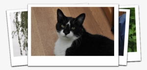 Happy Tails Pet Hospital