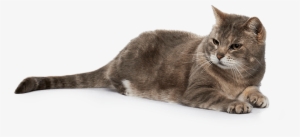 Our No-kill Partners - Domestic Short-haired Cat