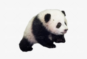 Download Transparent Panda Png Clipart Giant Panda - Bao Bao Panda
