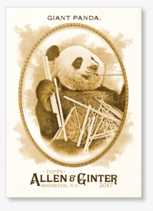 Giant Panda