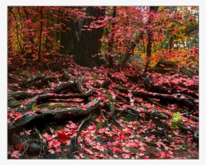 Fallen Leaves - Autumn