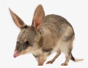 Find Out More - Native Australian Animals Png