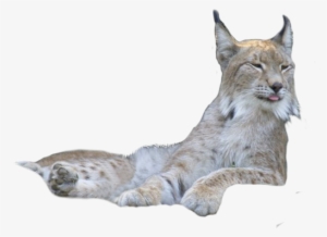 Animal Png - Bobcat