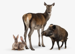 /after Sales/roadside Assistance/accident Breakdown - Domestic Rabbit