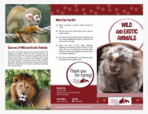 Wild And Exotic Animals - Puppy Mill