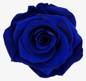 Prev - Dark Blue Flower Png - 932x882 PNG Download - PNGkit