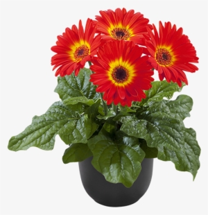 Dark Fireball Bc - Plants