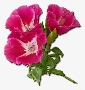 Dark Pink - Gilliflower