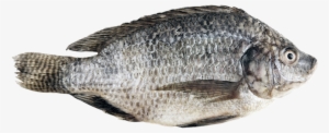 Tilapia - Тилапия Png