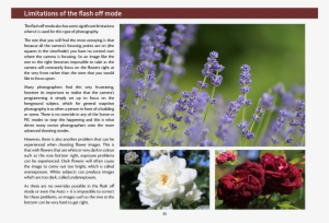 A Random Selection Of Pages From The Book Are Shown - Evergreen Rose