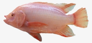 Tilapia Red