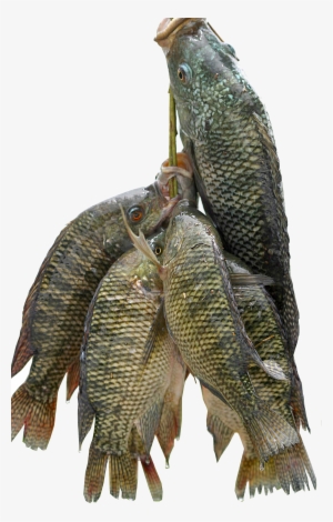 Fish For All - Mushi Fish In Kerala