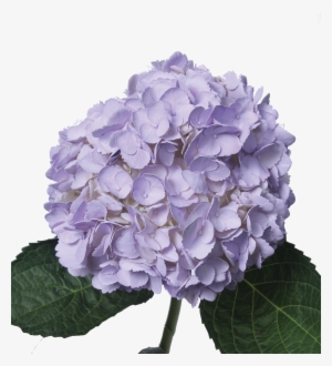 Tinted Dark Lavander