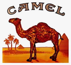 Camel Logo Clipart Camel Cigarette Logo - Camel Cigarettes