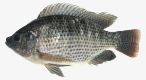 Tilapia Vidé Écaillé 450-600g