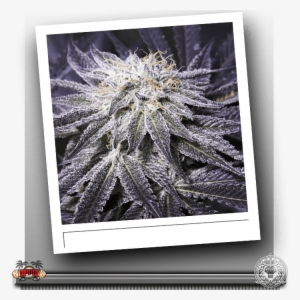 Regular Seeds - Seed