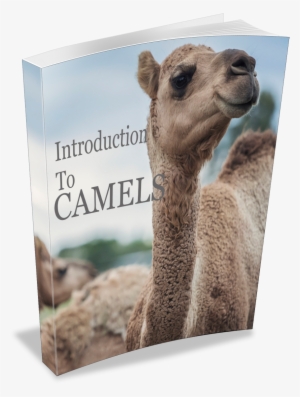 Camel Books - Book